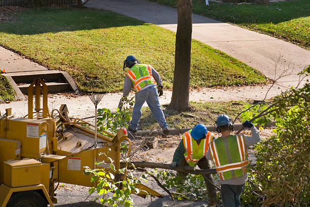 Best Emergency Tree Removal  in Idylwood, VA